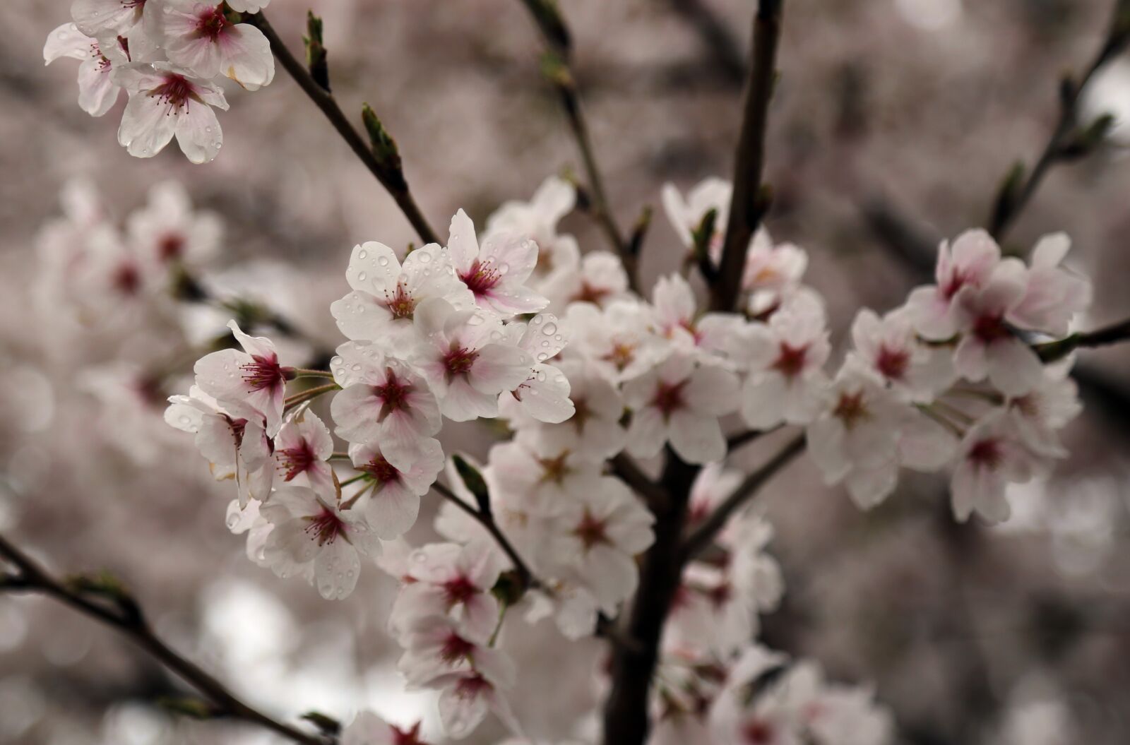 Canon EOS 6D sample photo. Cherry blossom, sakura, spring photography