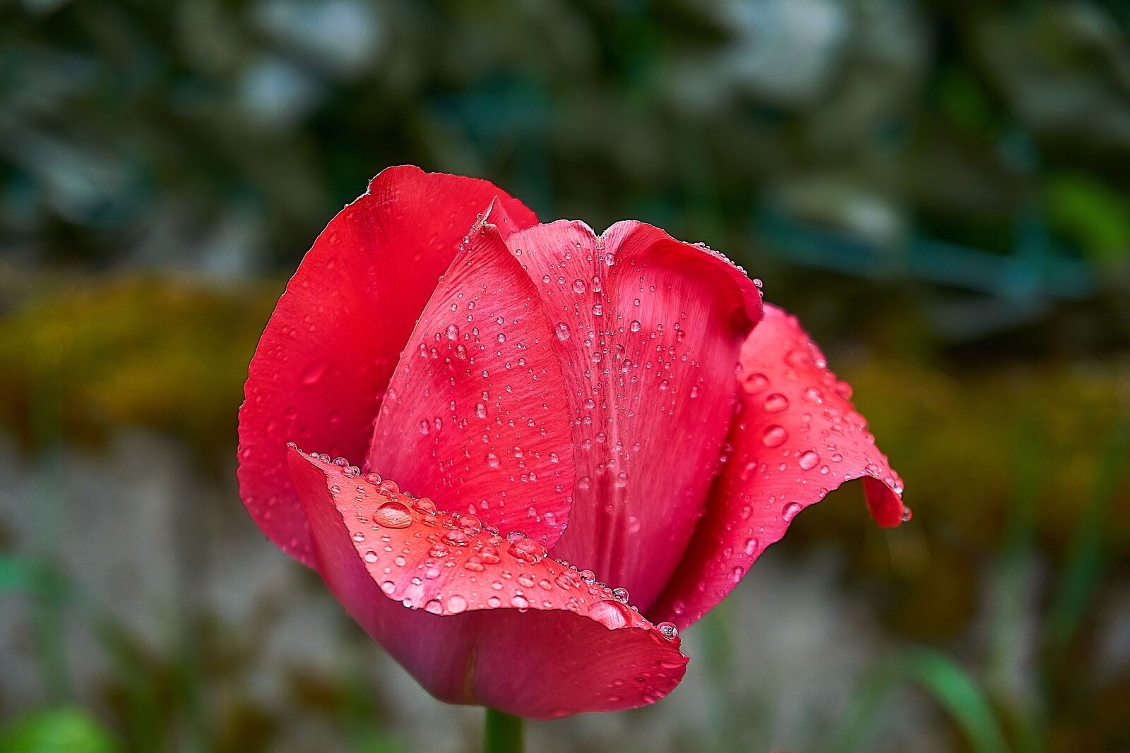 Sony a6000 sample photo. Tulip, tulpenbluete, bud photography