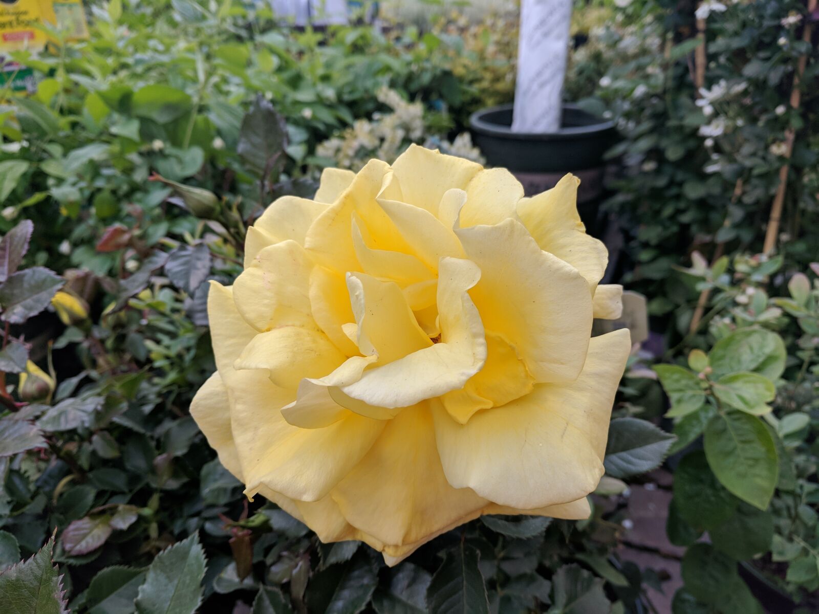 Google Pixel XL sample photo. Rose, garden, yellow rose photography