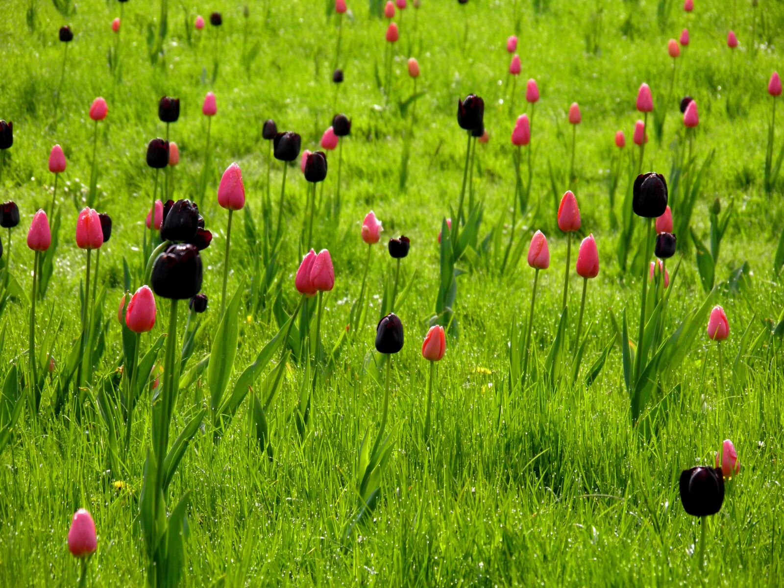 Olympus SP800UZ sample photo. Meadow, flowers, tulips photography