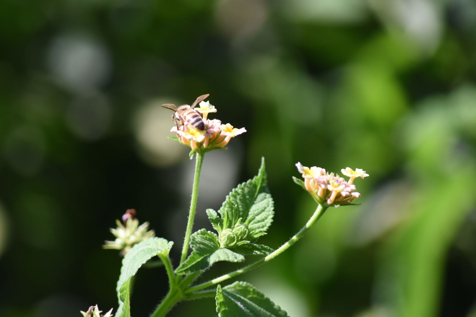 Nikon D5500 sample photo. Bee, nature, plants photography
