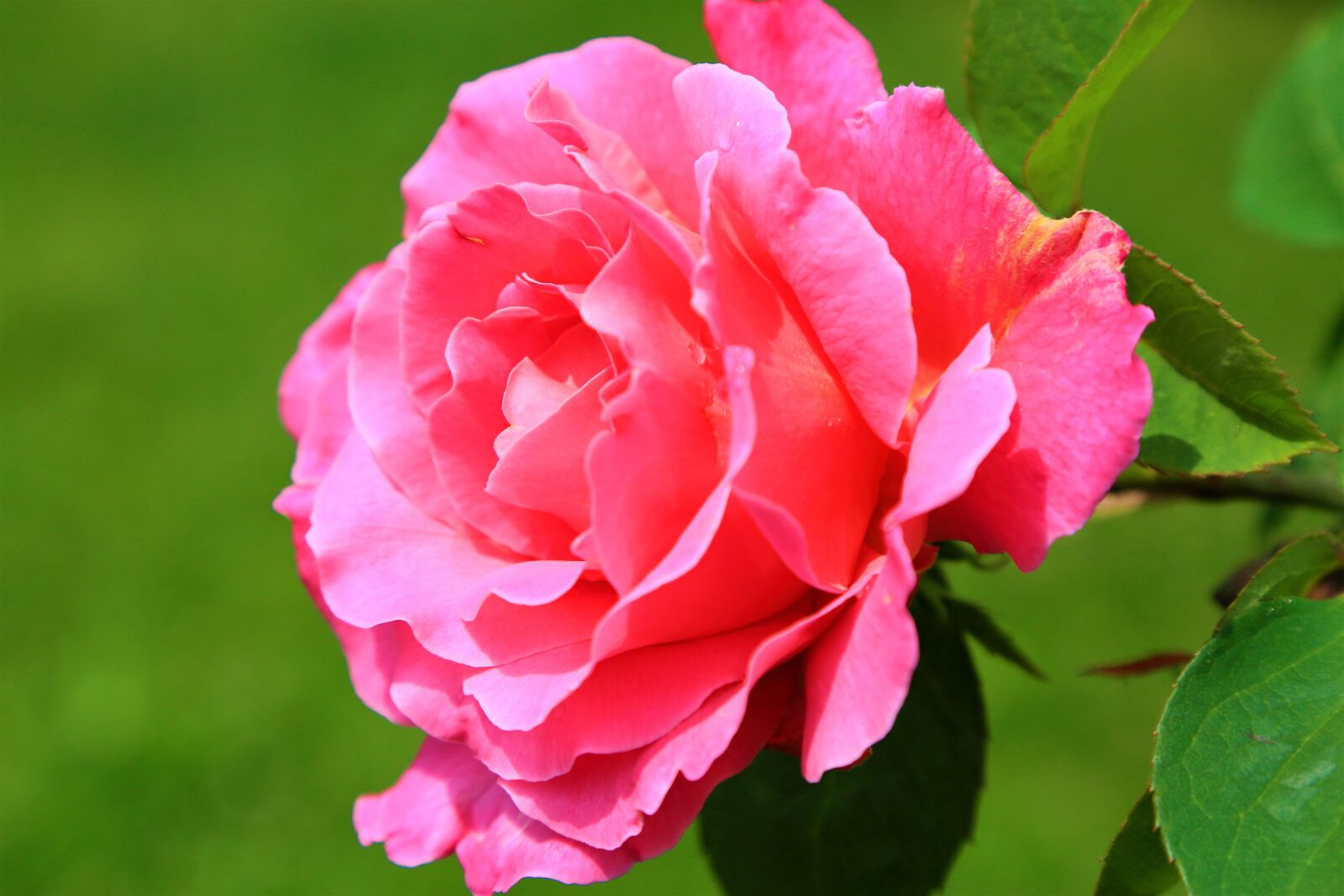 Canon EOS 5D Mark III sample photo. Rose, nature, spring photography