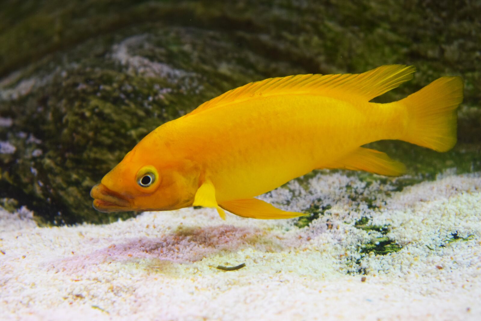 Nikon D3300 sample photo. Fish, yellow, sea photography