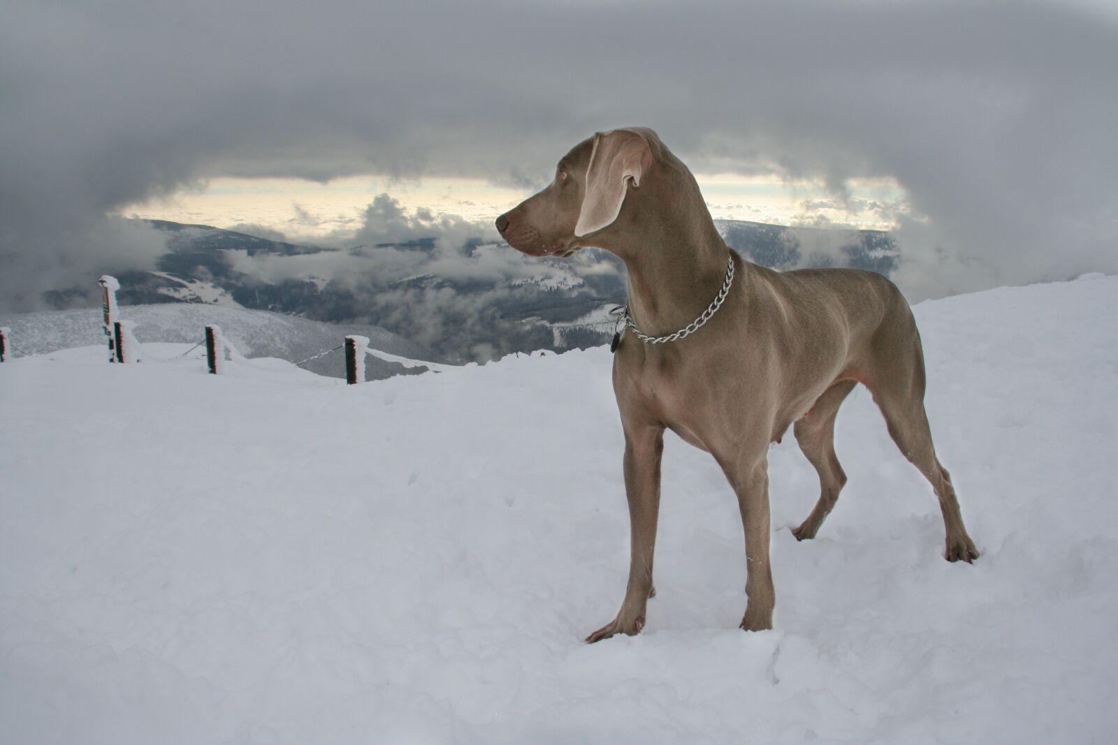 Canon EOS 350D (EOS Digital Rebel XT / EOS Kiss Digital N) sample photo. Dog, snow, pointer photography