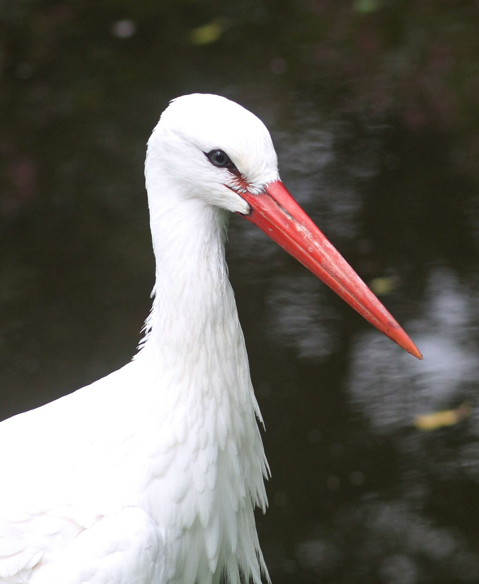 Canon EOS 1100D (EOS Rebel T3 / EOS Kiss X50) sample photo. The white stork, stork photography