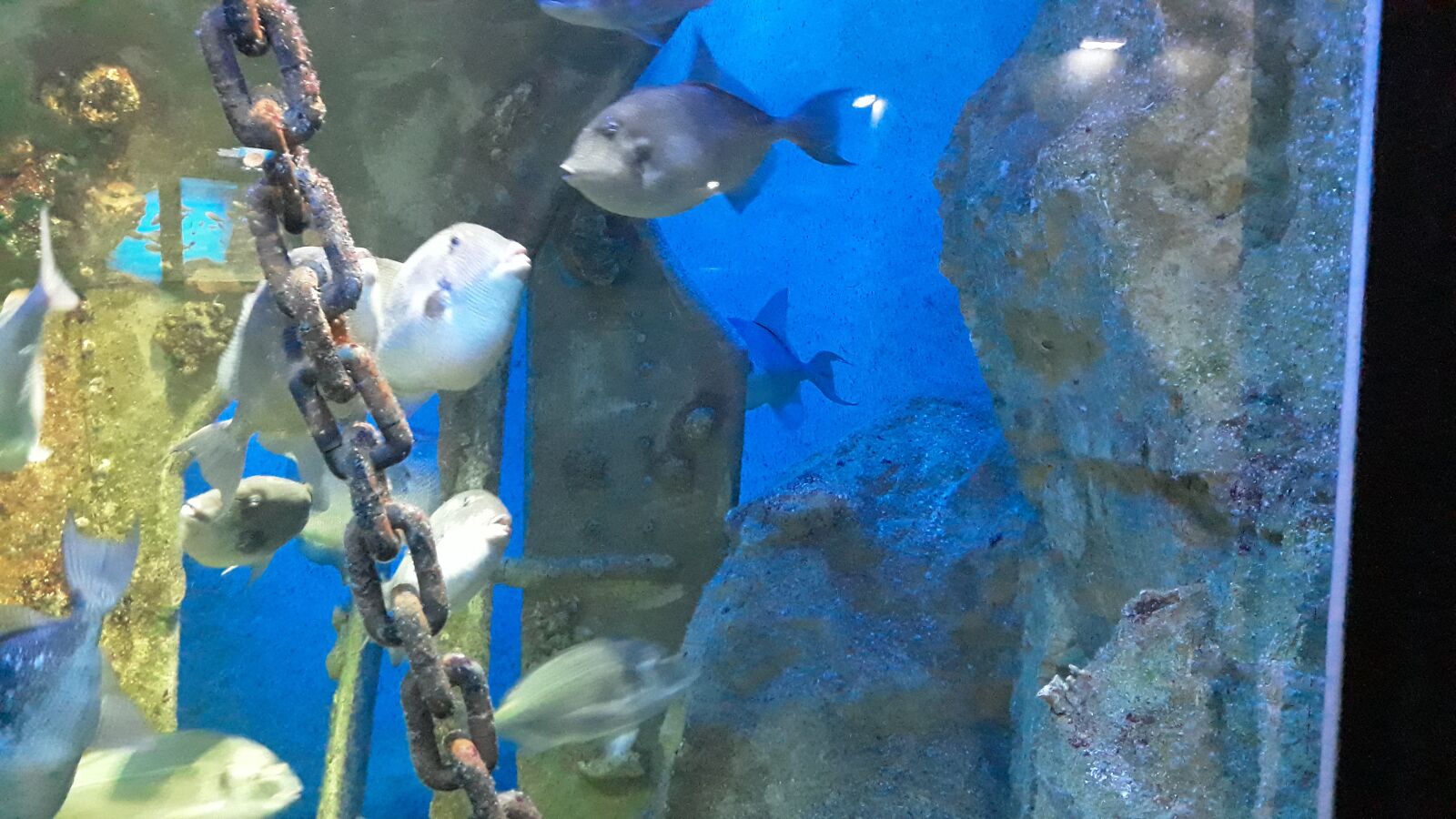 Samsung Galaxy J5 sample photo. Big fish, aquarium, saint photography