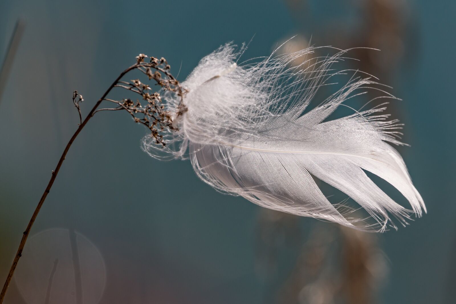 Canon EOS 5D Mark IV + 150-600mm F5-6.3 DG OS HSM | Contemporary 015 sample photo. Feather, slightly, bird feather photography