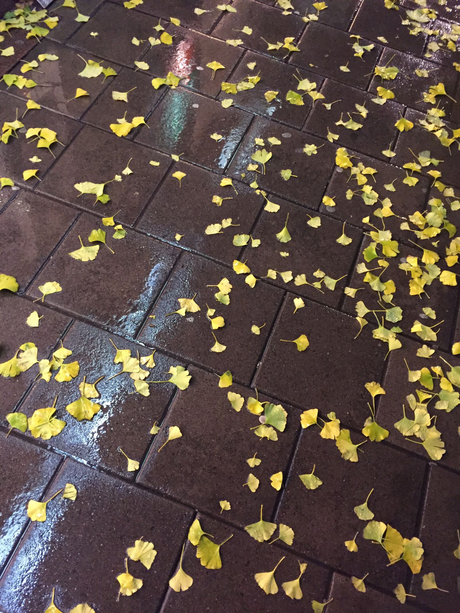 Apple iPhone 6 sample photo. Leaf, yellow leaves, autumn photography