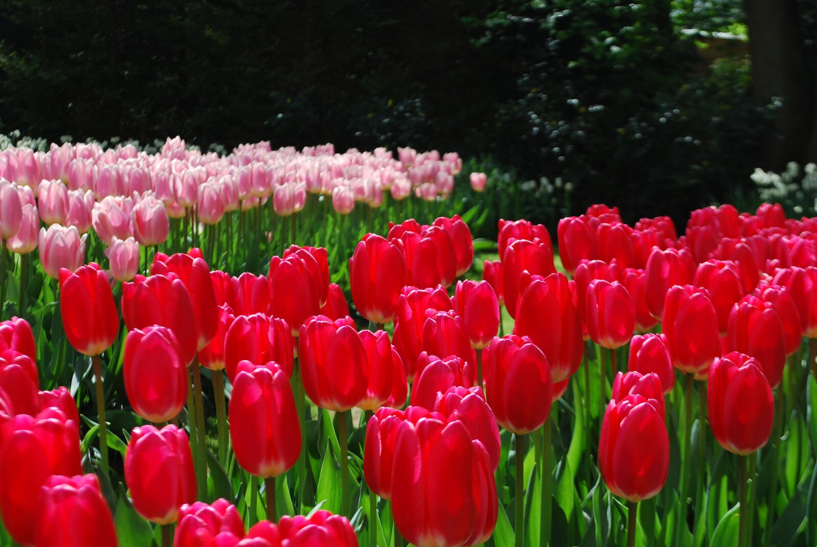 Nikon D40X sample photo. Tulips, red tulips, spring photography