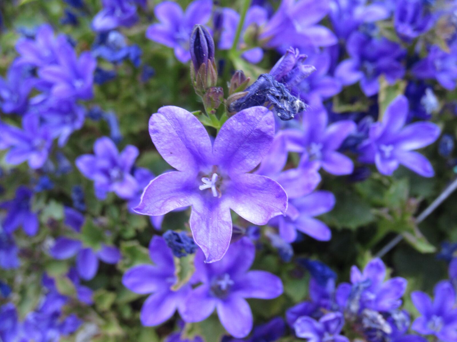 Canon PowerShot ELPH 300 HS (IXUS 220 HS / IXY 410F) sample photo. Flowers, plant, blue photography