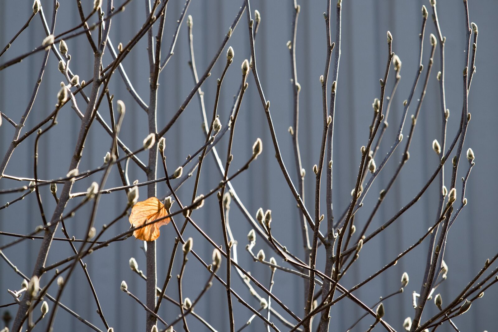 Canon EOS 5D sample photo. Leaves, spring, buds photography