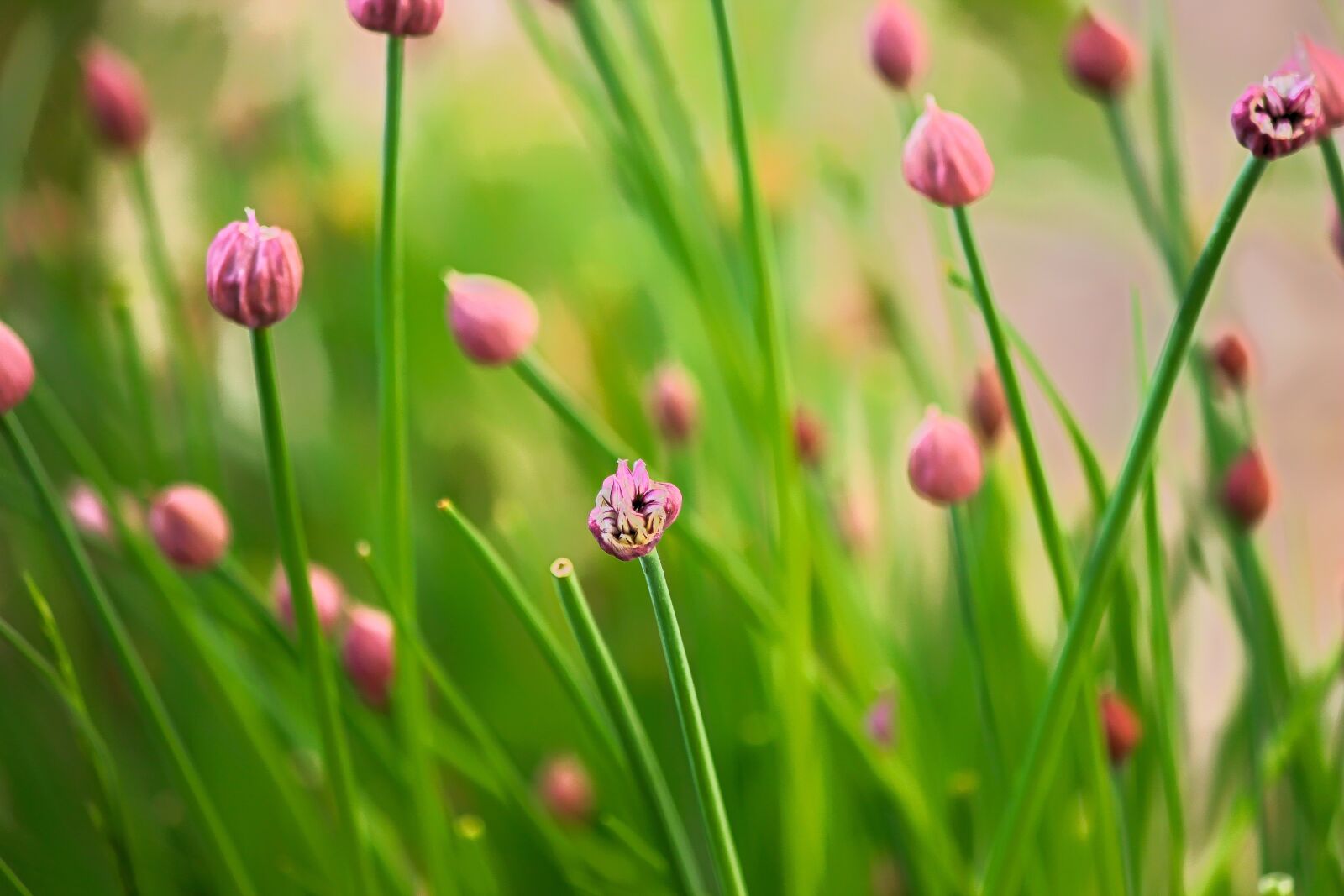 Canon EOS 1100D (EOS Rebel T3 / EOS Kiss X50) sample photo. Chives, flower, herbs photography