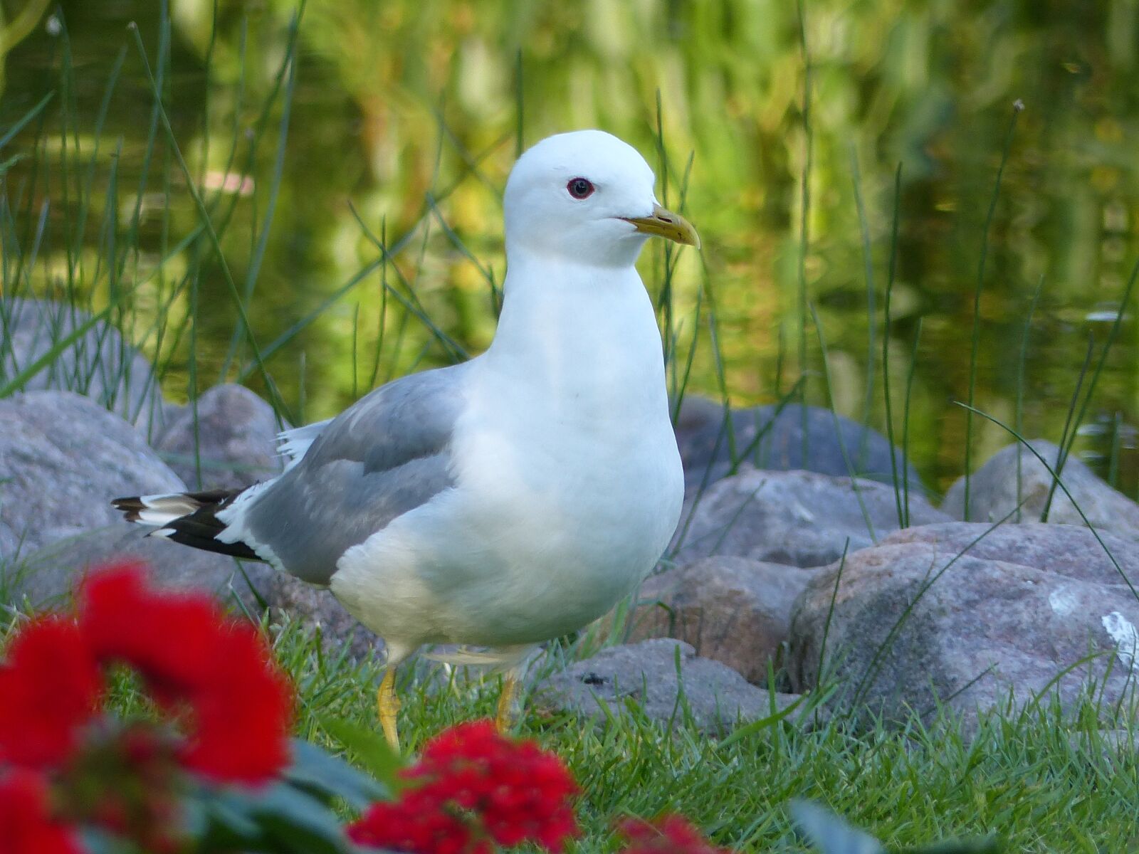 Panasonic Lumix DMC-FZ200 sample photo. Common tern, bird, stones photography