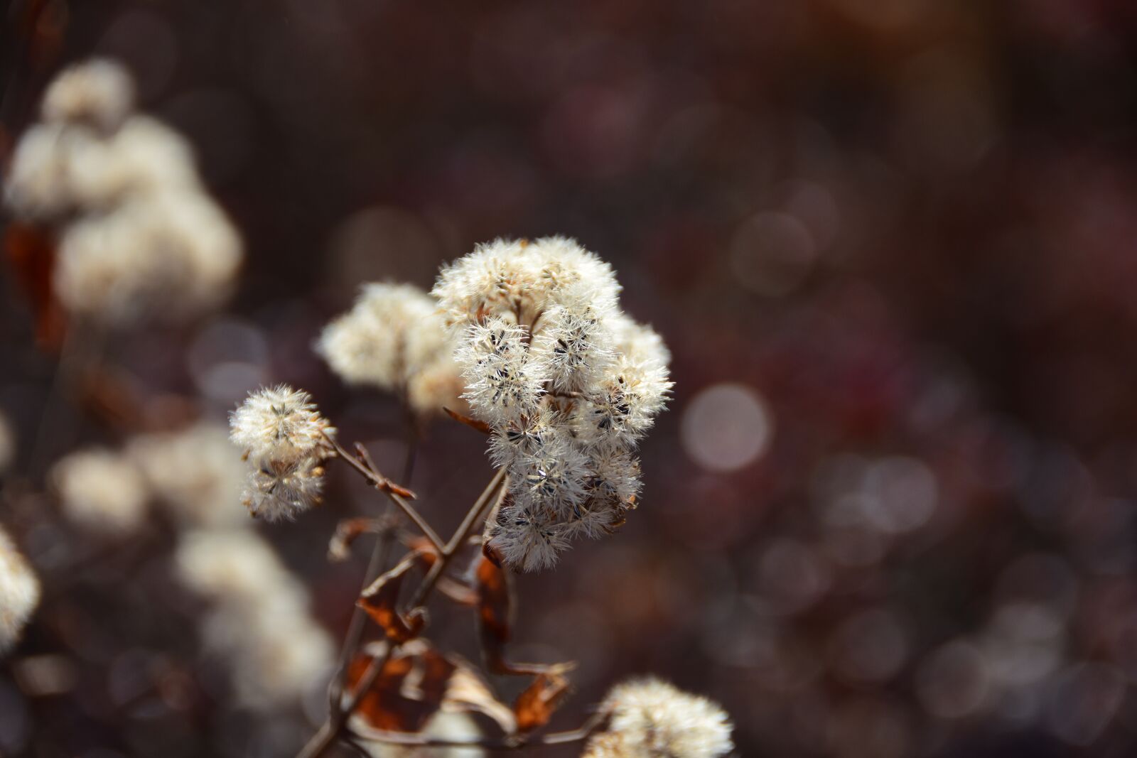 Nikon D7200 sample photo. Flowers, winter, gapyeong photography