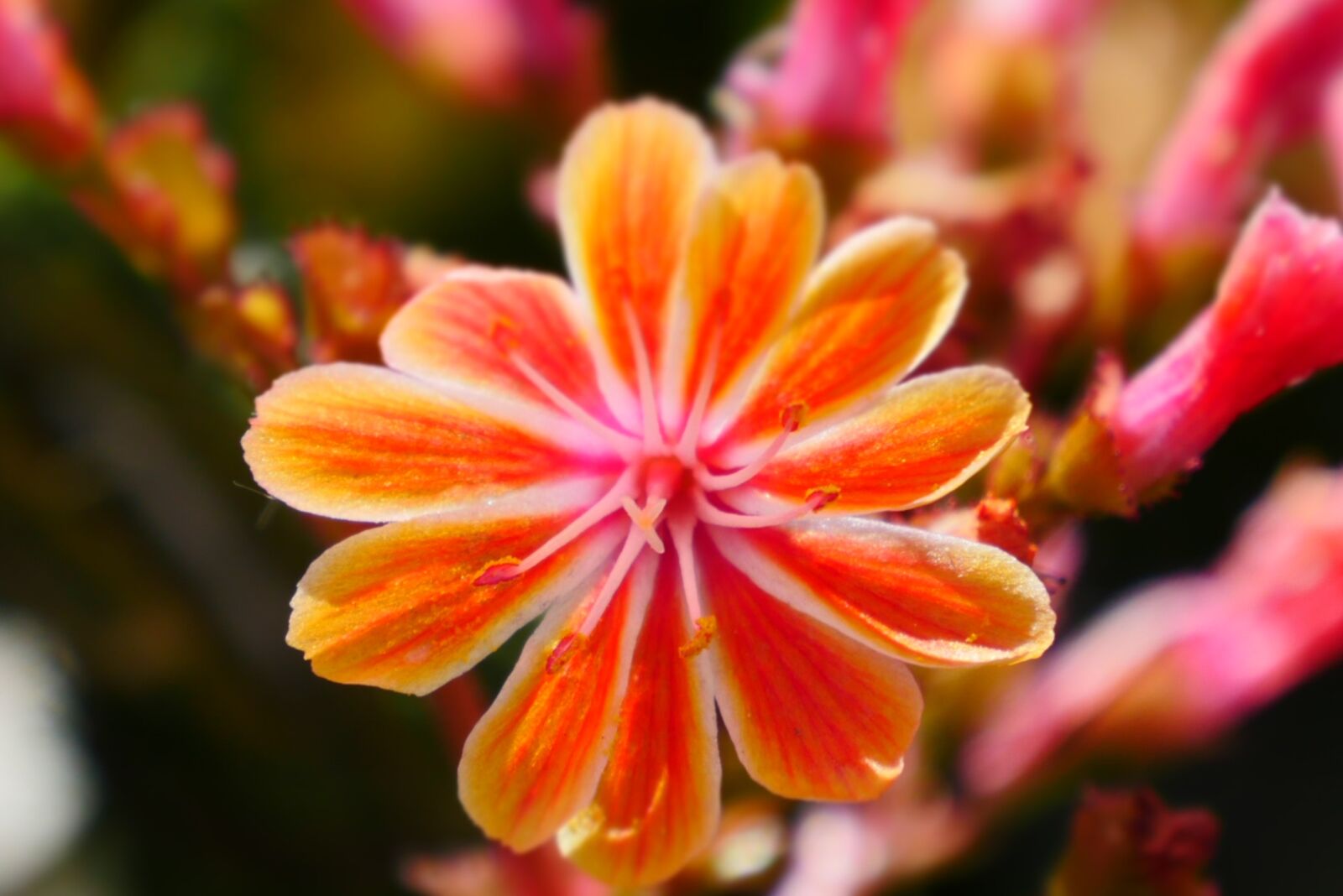Panasonic Lumix DMC-GH4 sample photo. Flowers, nature, orange photography
