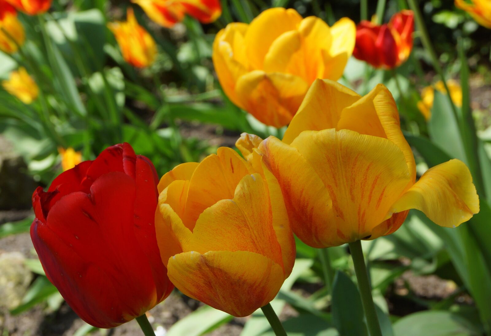 Sony SLT-A65 (SLT-A65V) + Sony DT 18-55mm F3.5-5.6 SAM sample photo. Flowers, spring, tulips photography