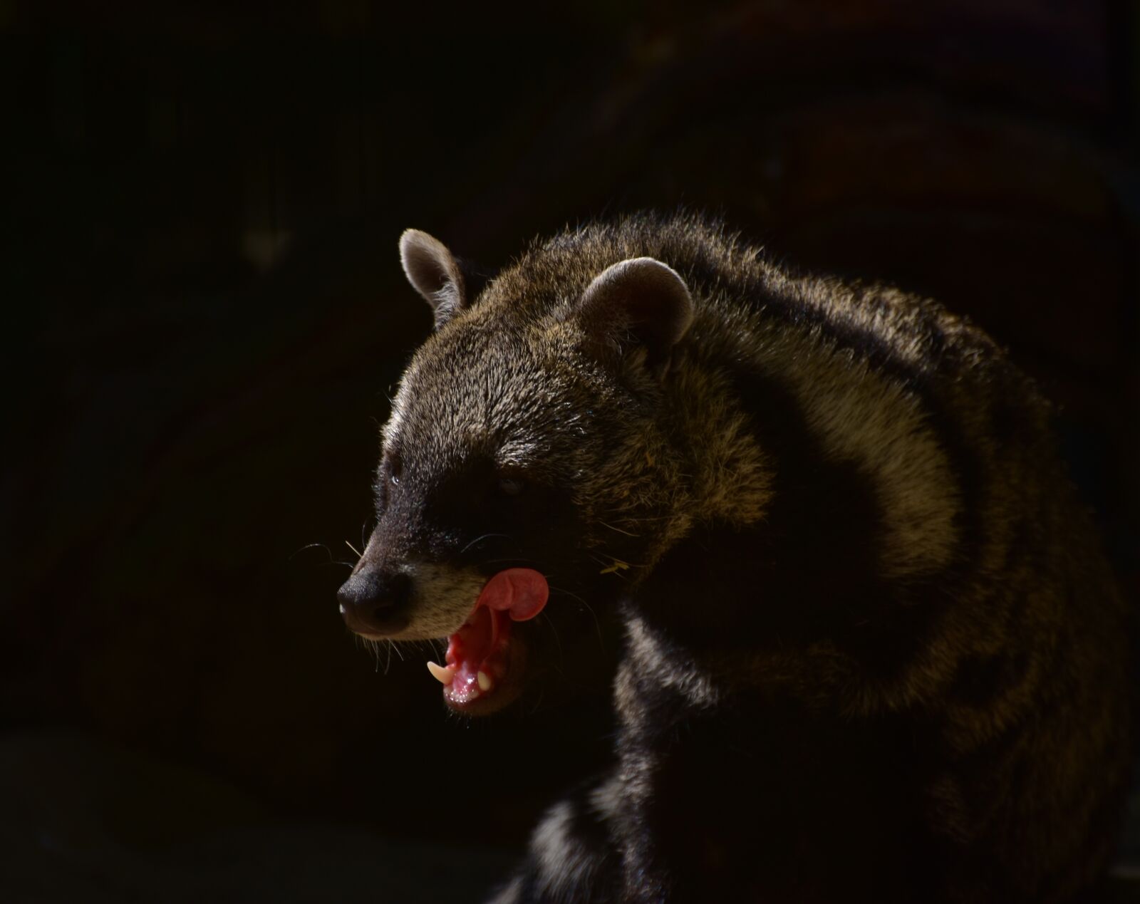 Nikon D5600 sample photo. Civets, predator, forest photography