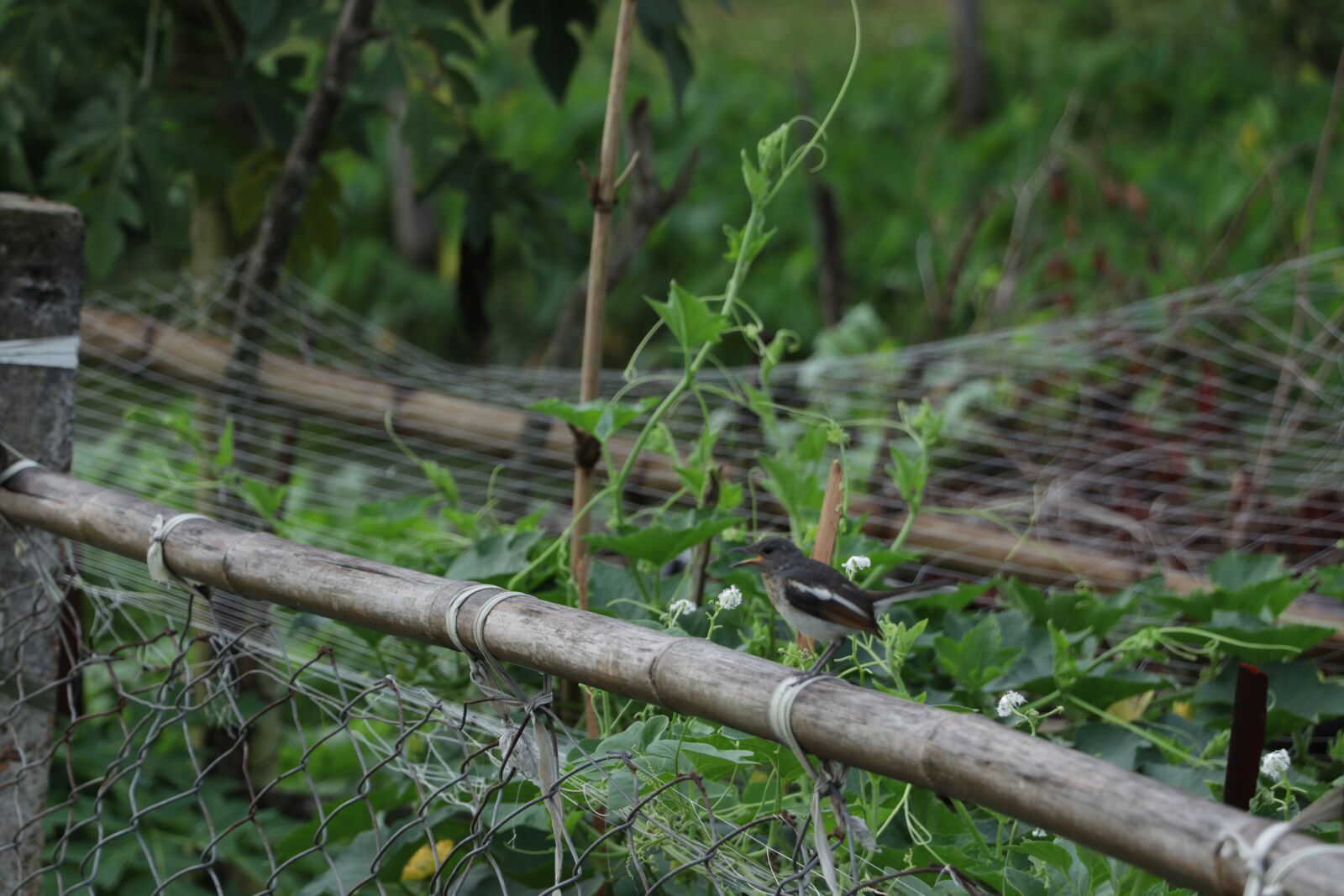 Canon EF-S 18-135mm F3.5-5.6 IS USM sample photo. Birds, wagtail, wildlife photography