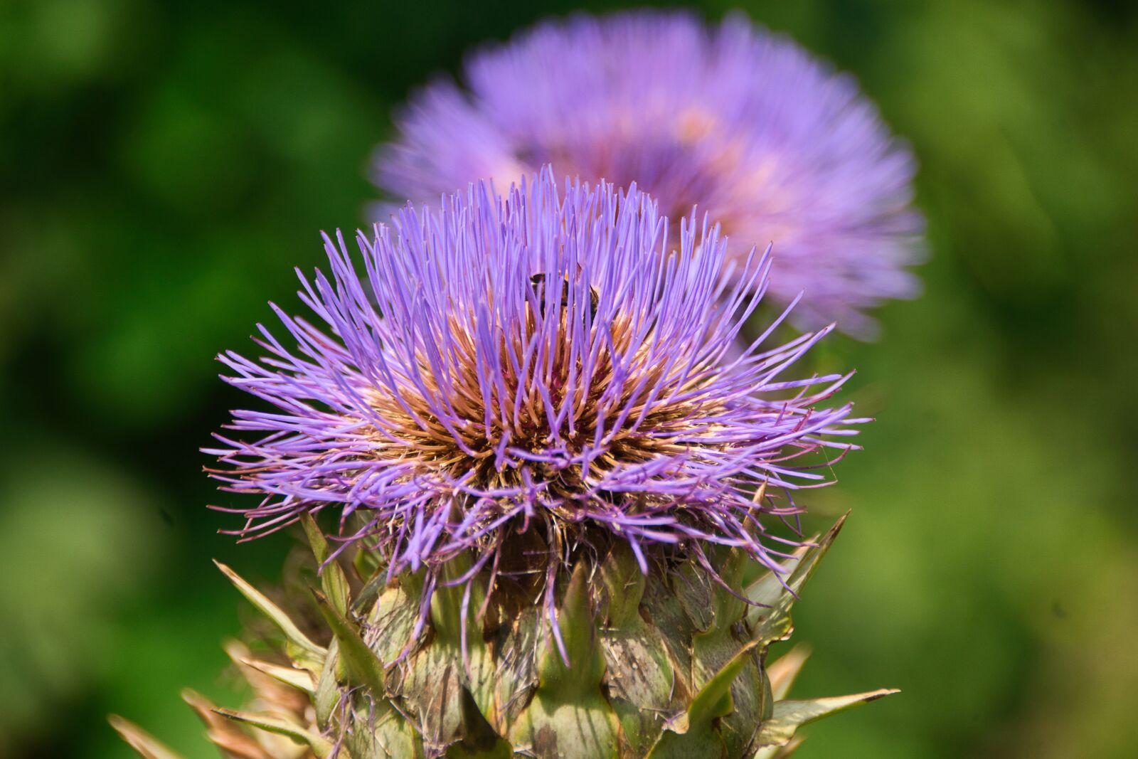 Sony ILCA-77M2 sample photo. Safflower, blue, close up photography