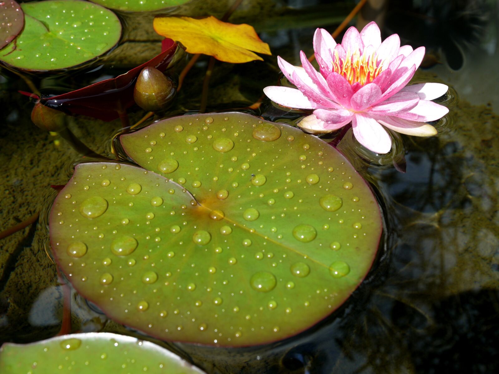 Panasonic Lumix DMC-L10 sample photo. Water lily, pond, aquatic photography