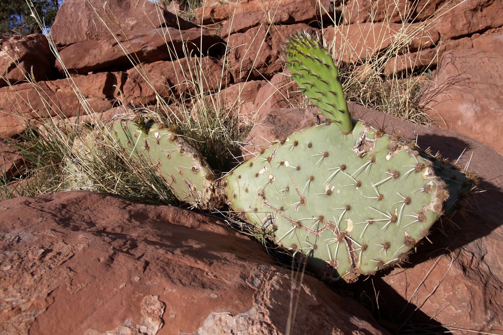 Olympus E-330 (EVOLT E-330) sample photo. Cactus, red, rock photography