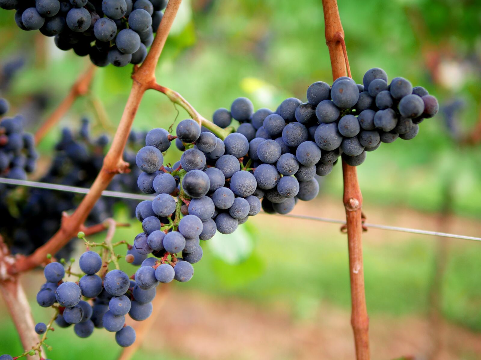 Panasonic Lumix DMC-GX8 sample photo. Grapes, red wine, vineyard photography