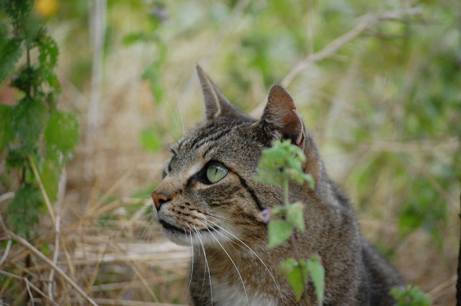 Nikon D40 sample photo. Cat, nature, young cat photography