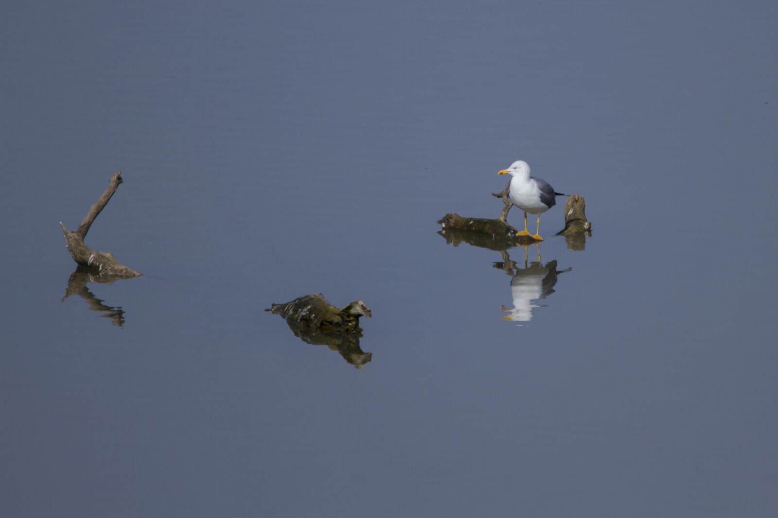 Canon EOS 7D + 150-600mm F5-6.3 DG OS HSM | Contemporary 015 sample photo. Gull, mirroring, water photography