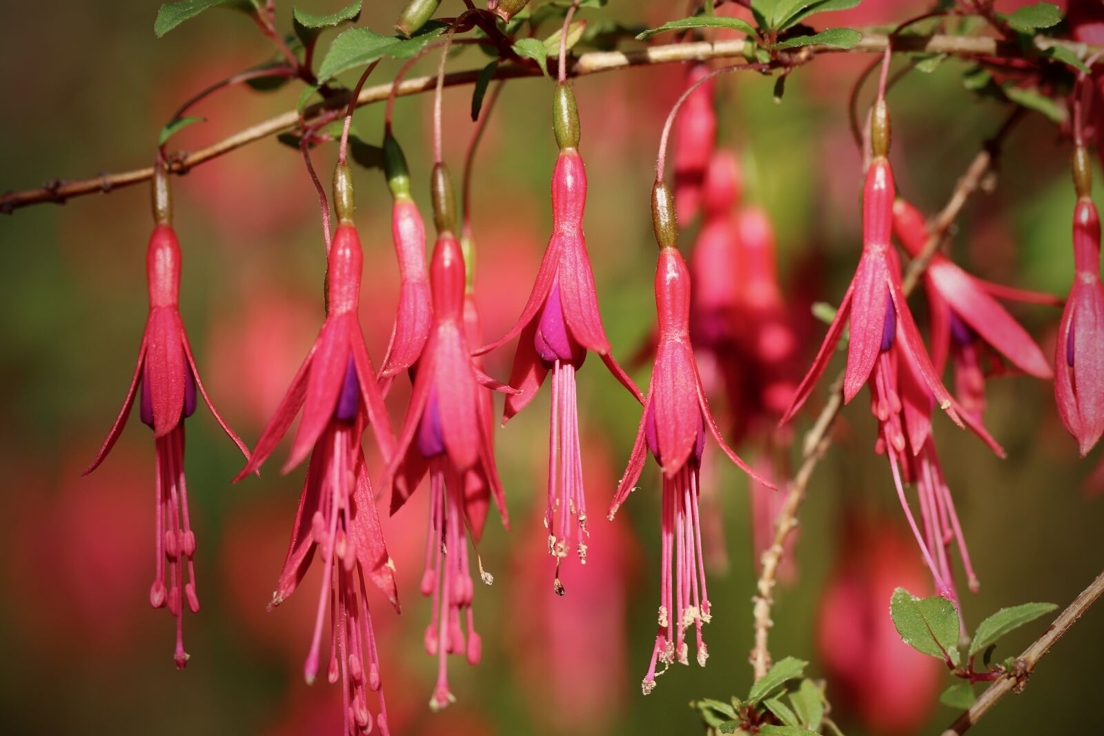 Canon EOS 800D (EOS Rebel T7i / EOS Kiss X9i) sample photo. Fuchsia, fuchsia magellanica, scarlet photography