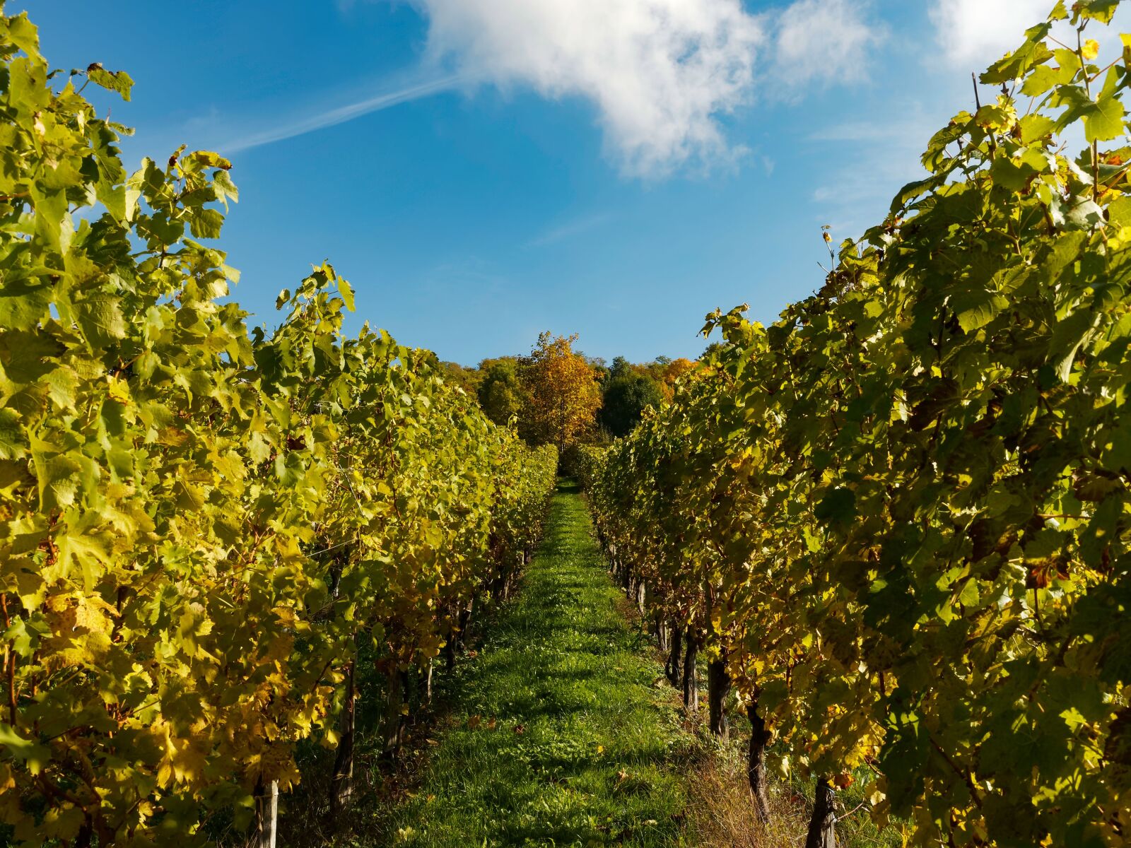 Olympus OM-D E-M1 + Olympus M.Zuiko Digital ED 12-40mm F2.8 Pro sample photo. Vines, vineyards, fall photography