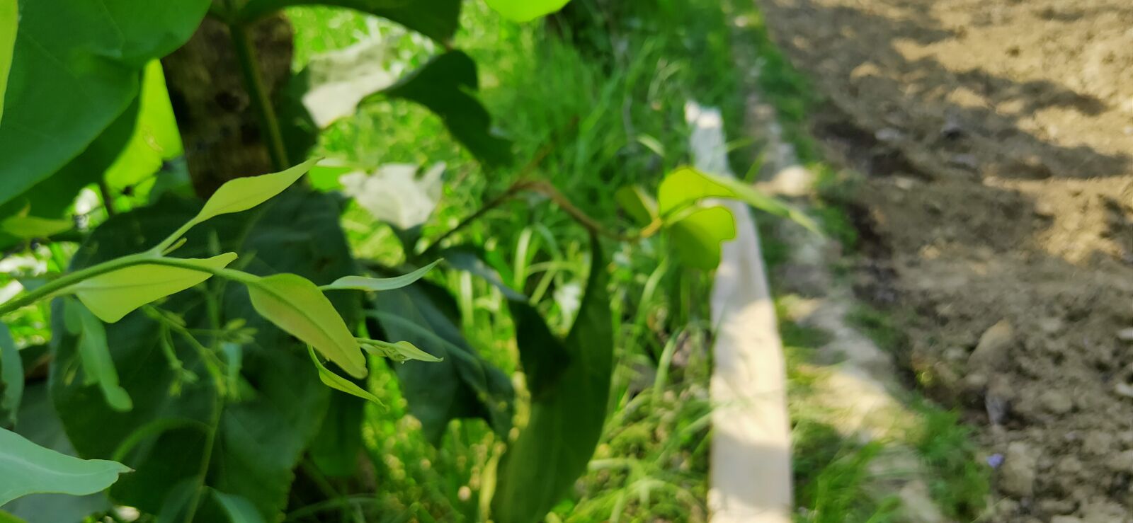 Realme 3 PRO sample photo. Nature, green image, blur photography
