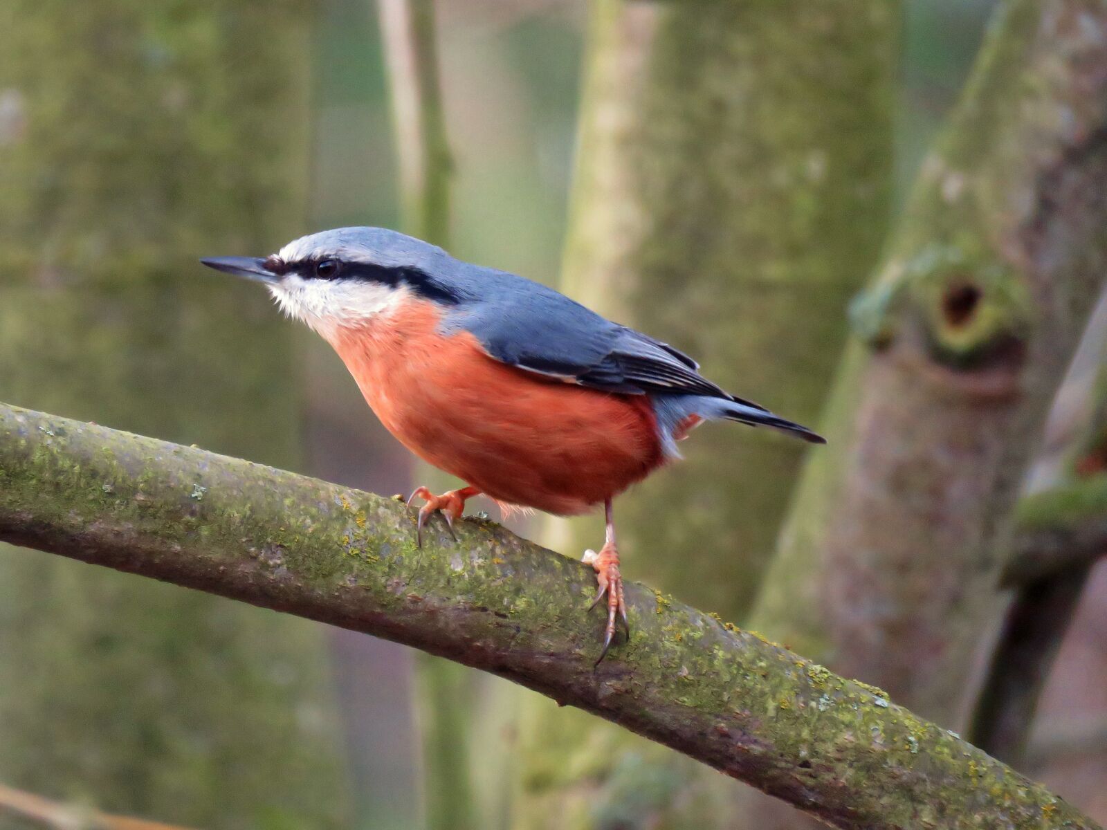 Canon PowerShot SX60 HS sample photo. Kleiber, bird, animal world photography