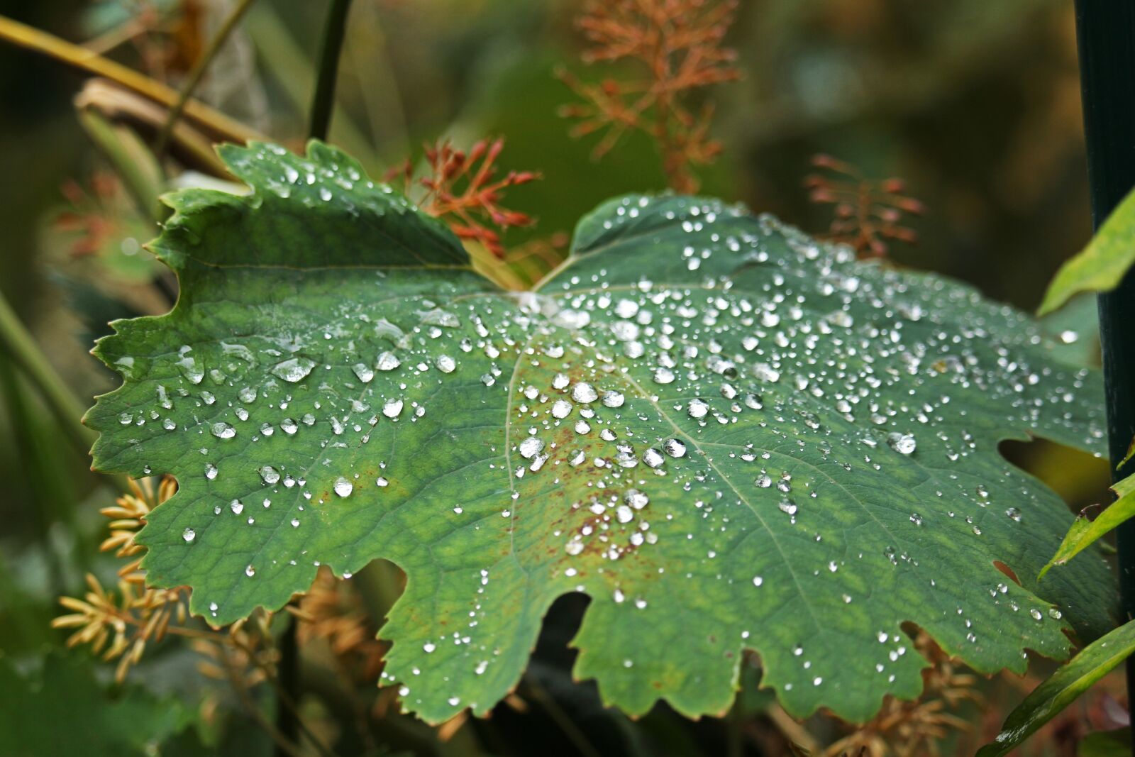 Canon EF-S 55-250mm F4-5.6 IS STM sample photo. Spring poppy, garden, raindrop photography
