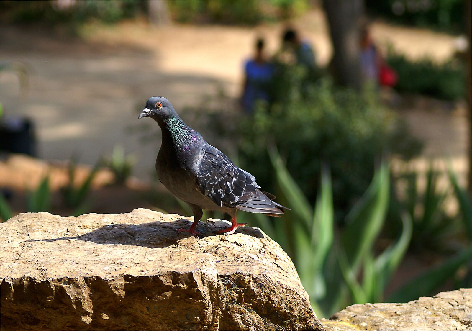 Sony Alpha DSLR-A100 sample photo. Dove, bird, freedom photography