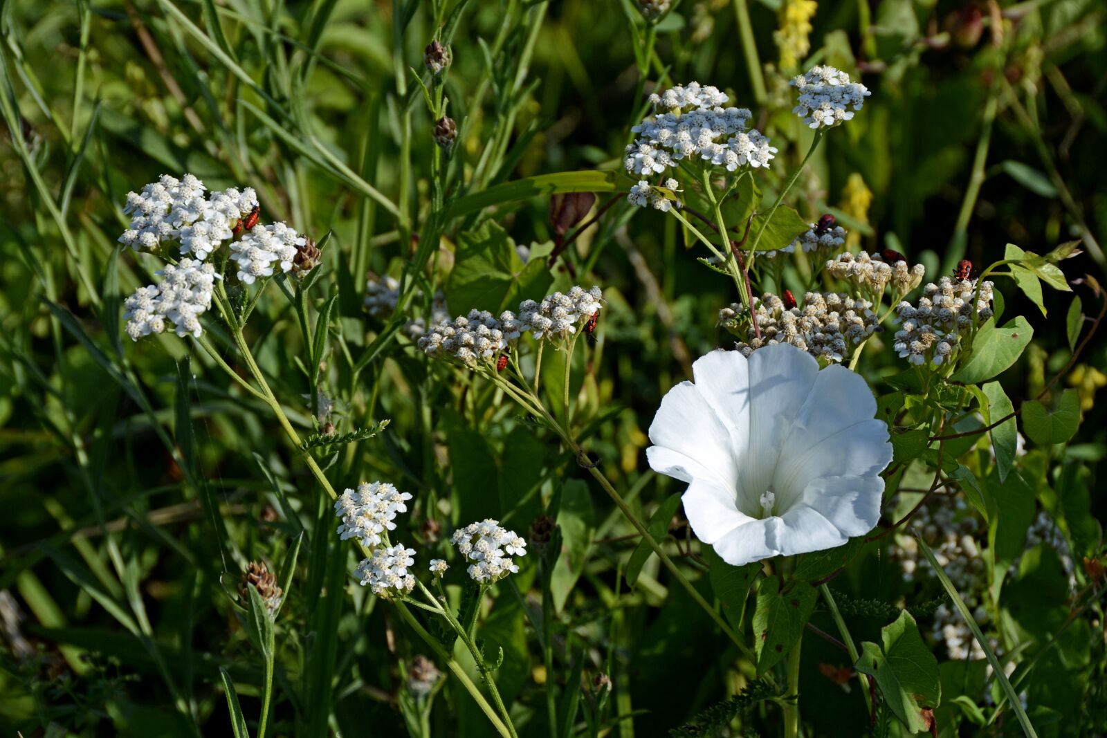 Nikon D7100 sample photo. Flower meadow, stock rose photography