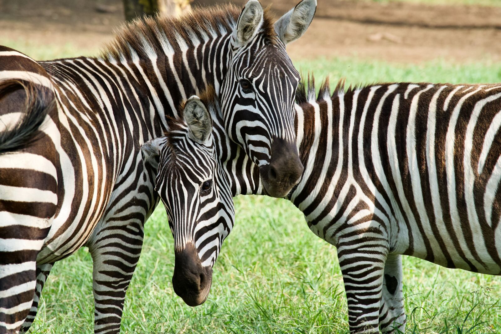 Sony a7 III sample photo. Zebra, stripes, animal photography