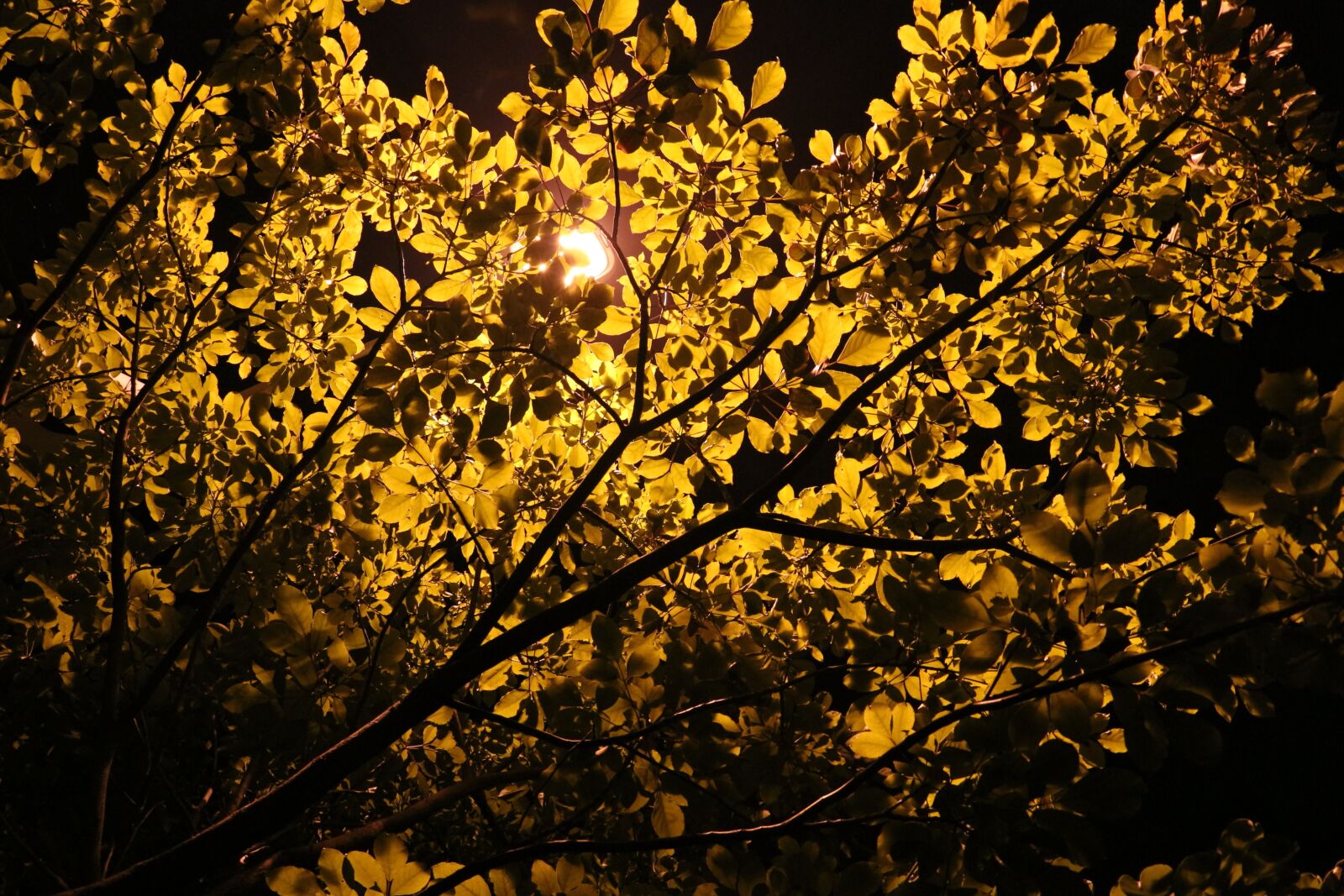 Canon EOS 700D (EOS Rebel T5i / EOS Kiss X7i) sample photo. Tree, night view, lamp photography