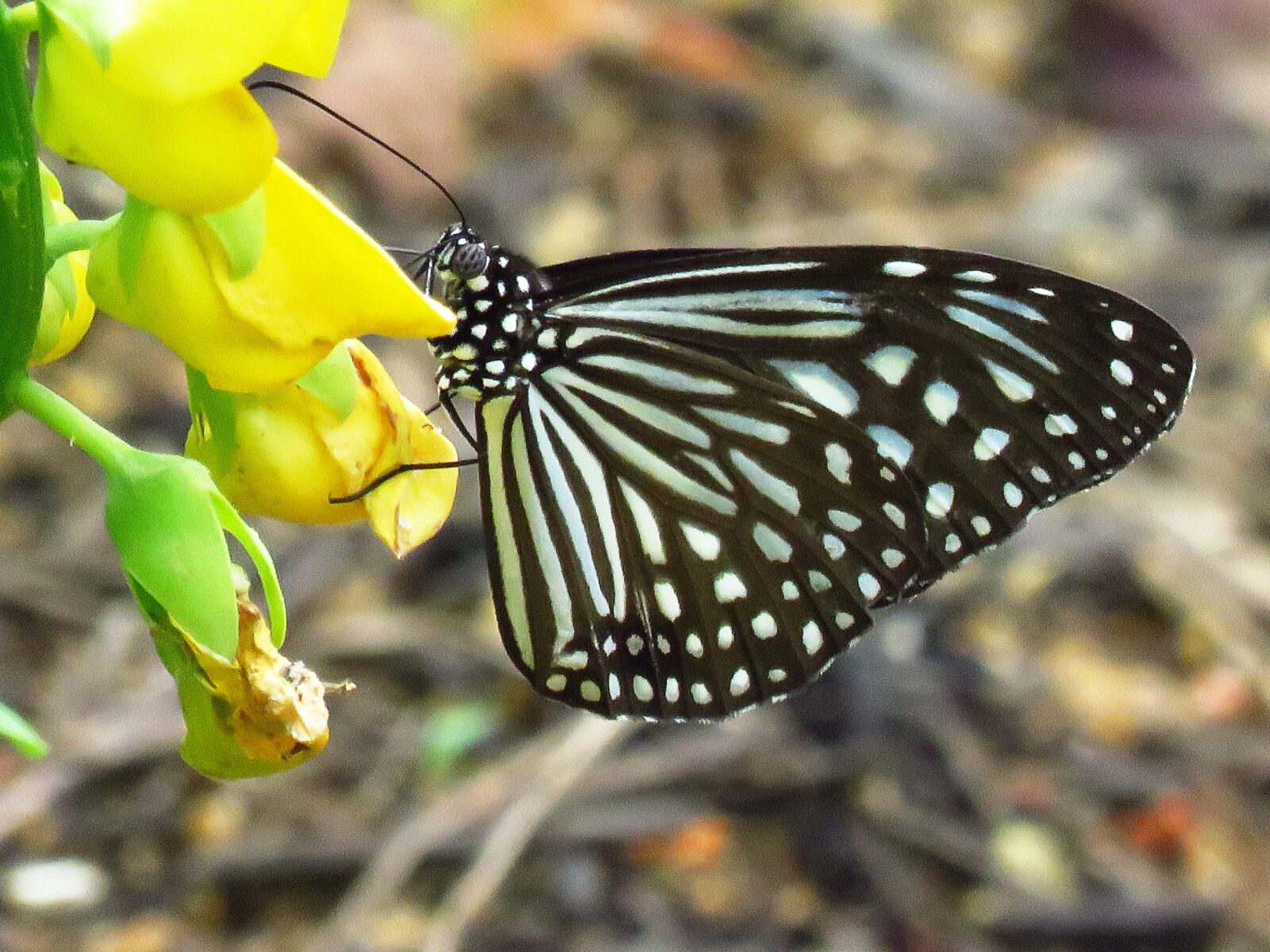 Canon PowerShot SX60 HS sample photo. Black butterfly, flower, close photography