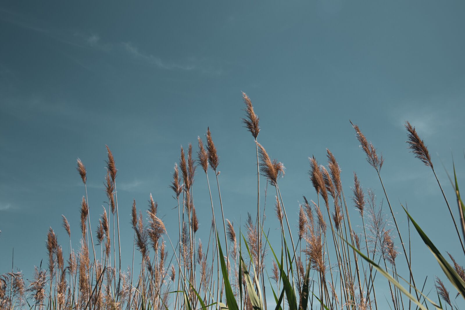 Canon EOS 6D sample photo. Tall, reed, field photography