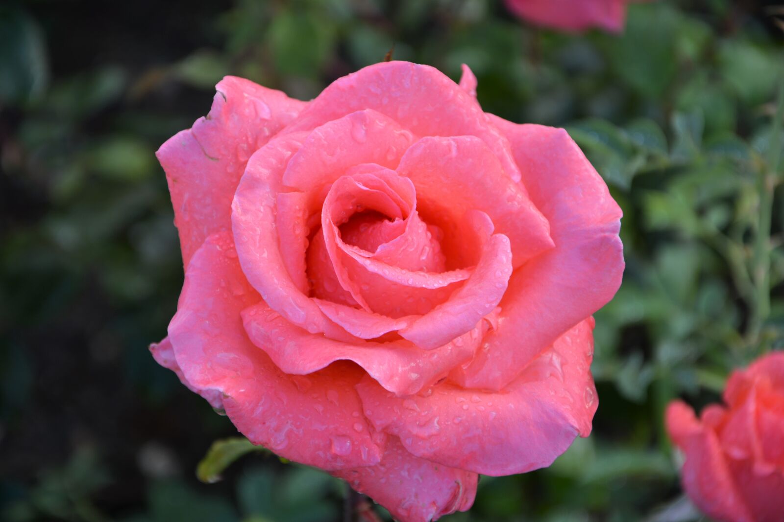 Nikon D7100 sample photo. Flower, plant, rose photography