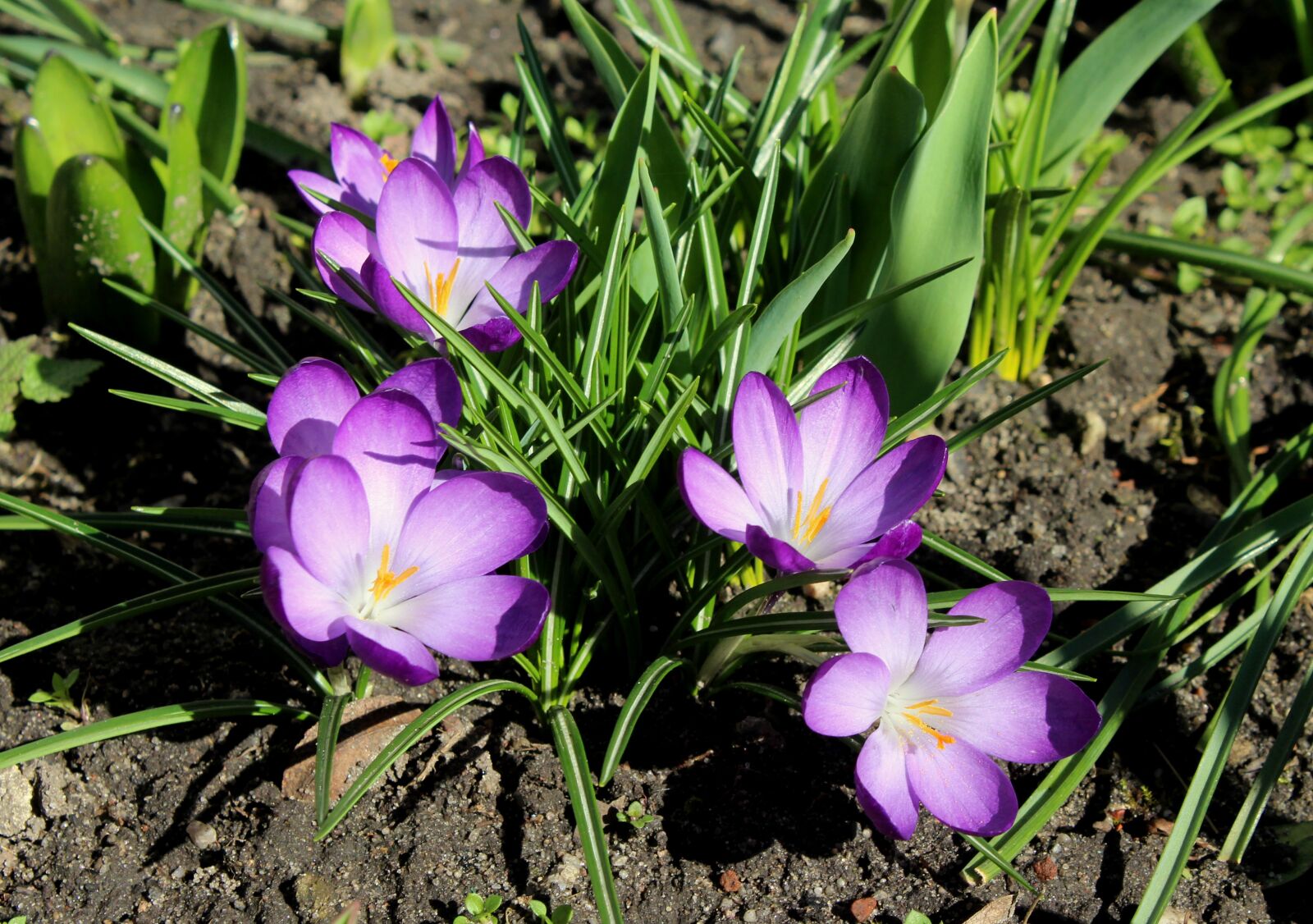 Canon EOS 1200D (EOS Rebel T5 / EOS Kiss X70 / EOS Hi) sample photo. Crocus, saffron, violet photography