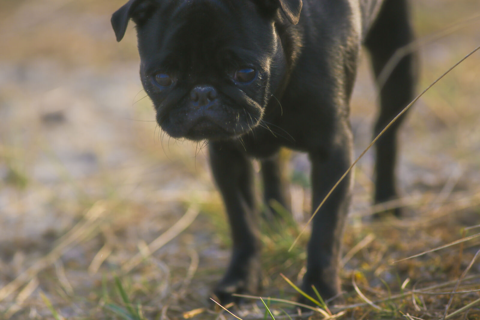 Canon EF 300mm F4L IS USM sample photo. Black, cute, dog, litle photography