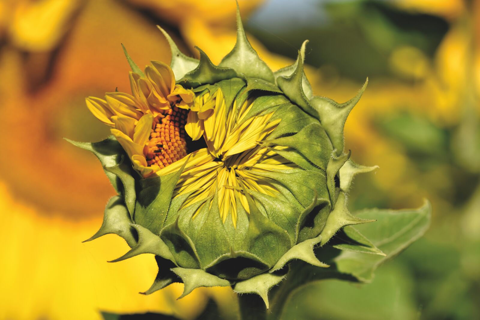 Nikon D7200 sample photo. Sunflower, bud, blossom photography