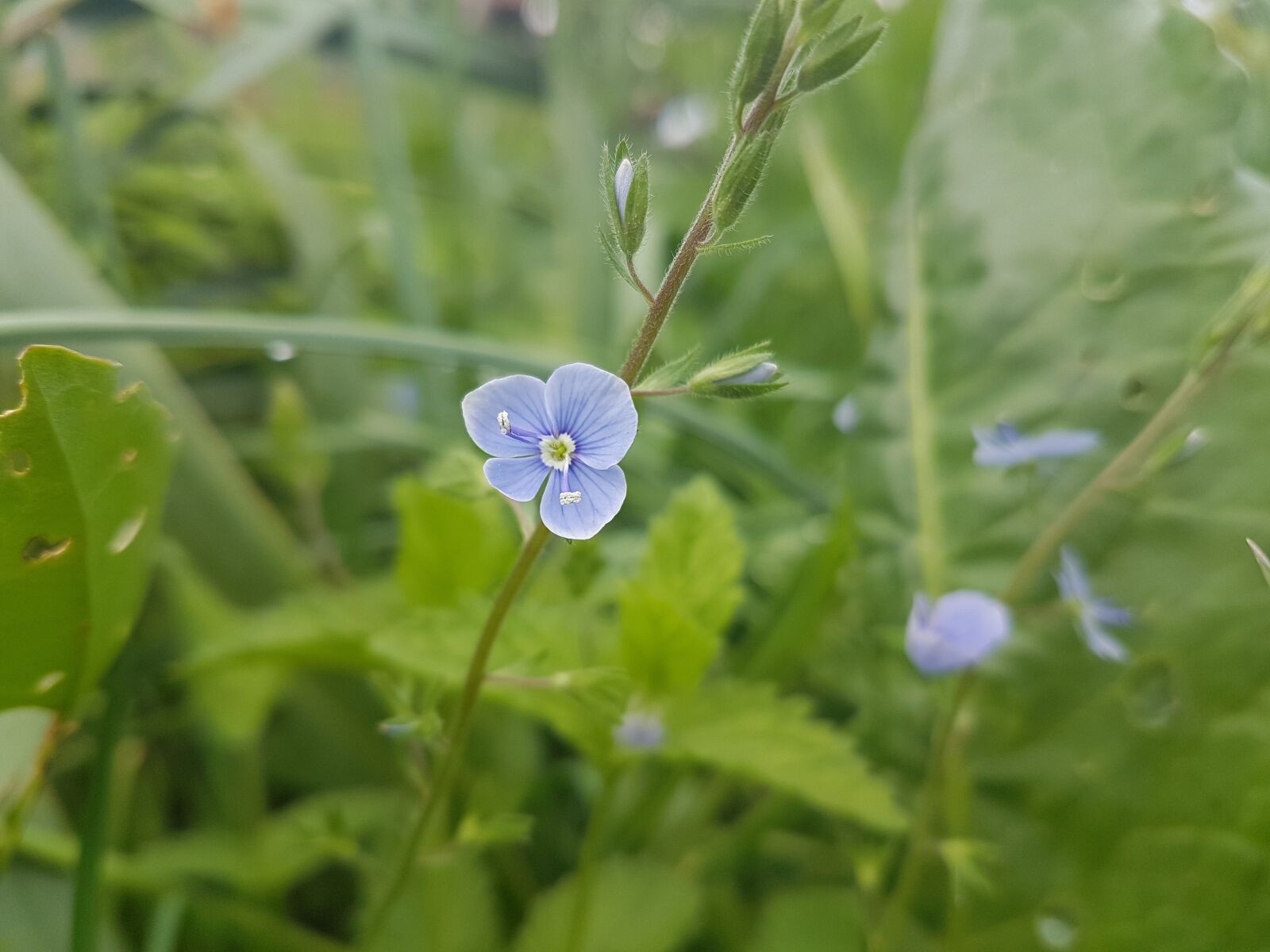 Samsung Galaxy S7 Edge sample photo. Floare, natura, plante photography
