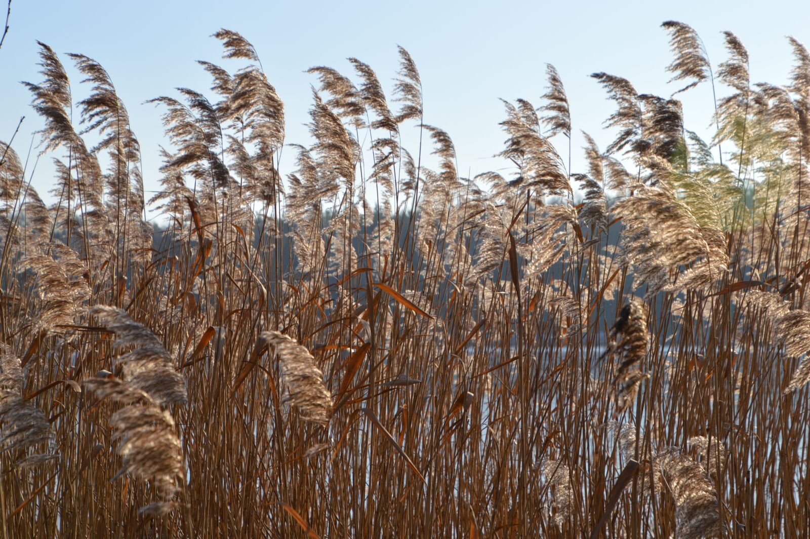 Nikon D3200 sample photo. Nature, rural, plant photography