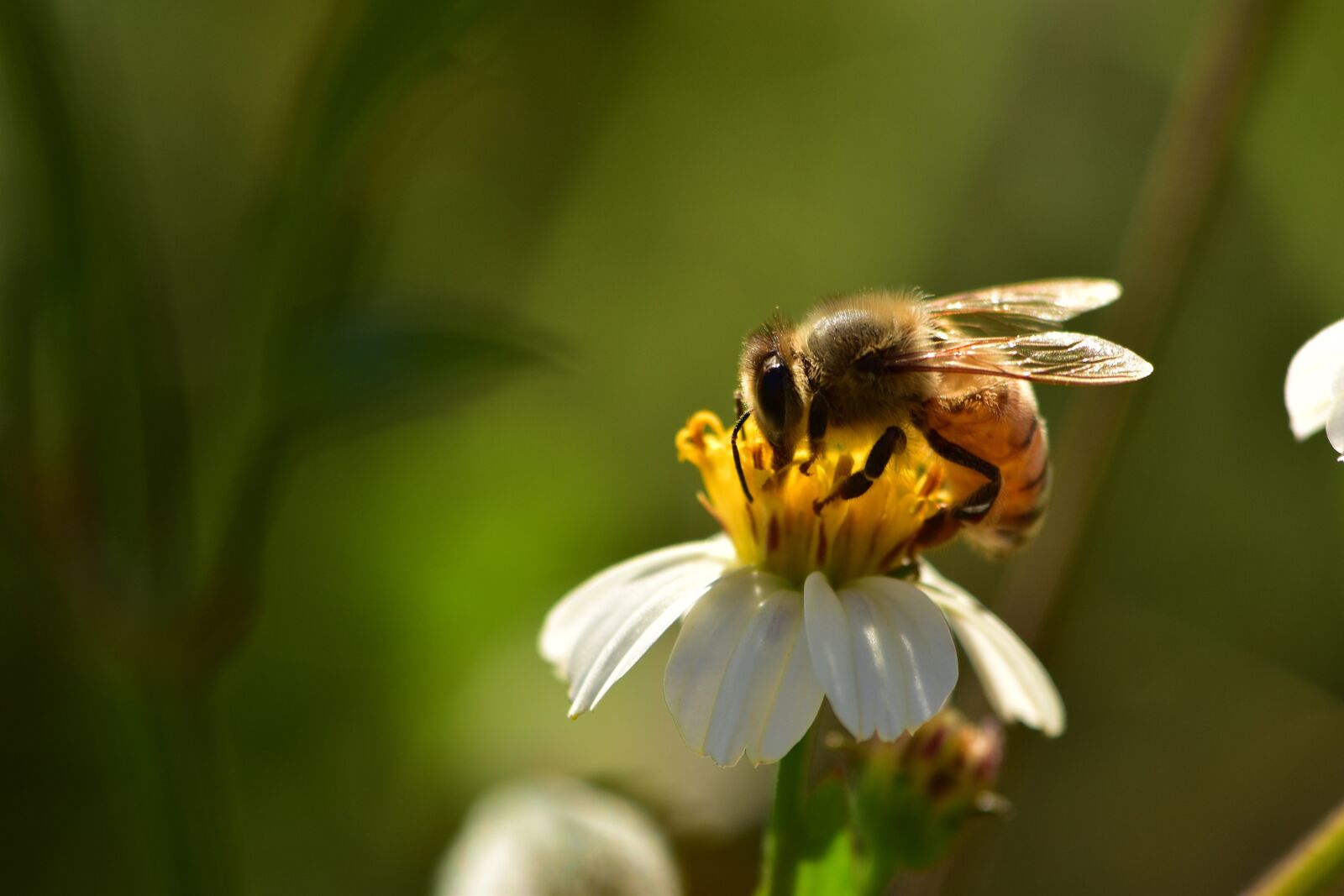 Nikon D5500 sample photo. Insects, bees, wildflowers photography