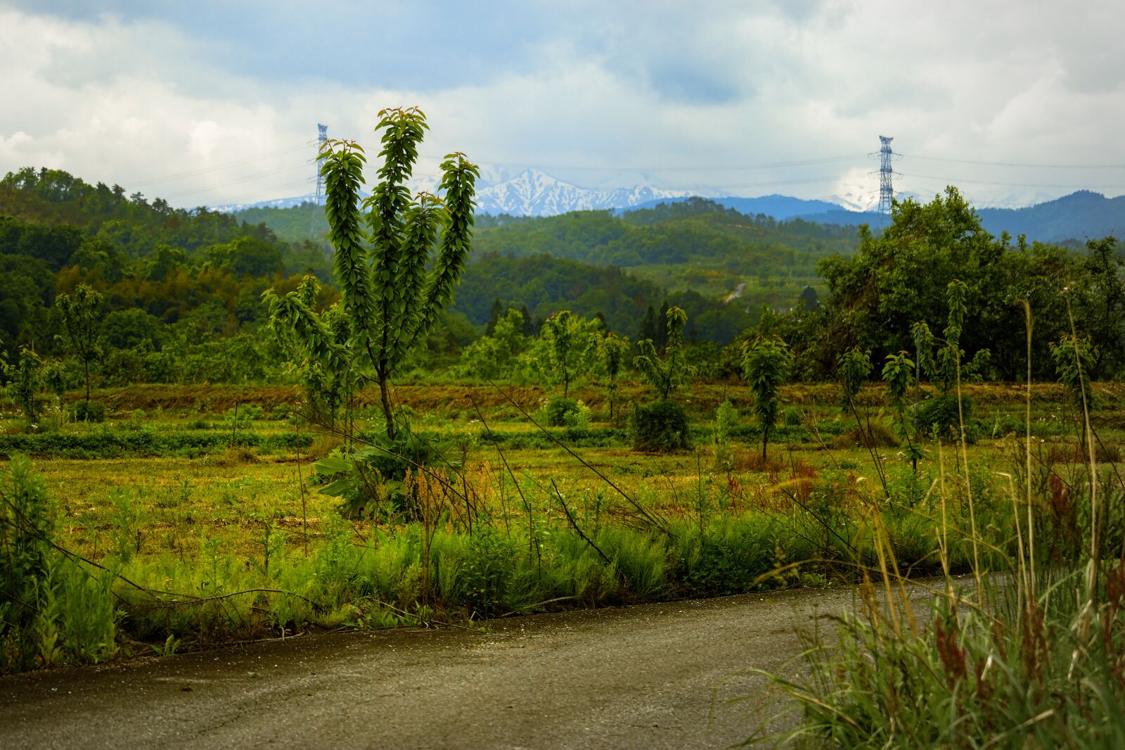 Canon EOS 200D (EOS Rebel SL2 / EOS Kiss X9) sample photo. "Tree, mountain, road" photography
