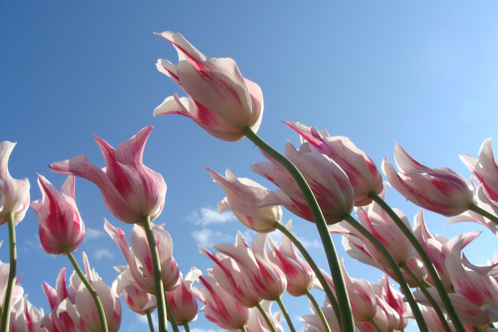 Sony Cyber-shot DSC-H10 sample photo. Flowers, spring, white, pink photography