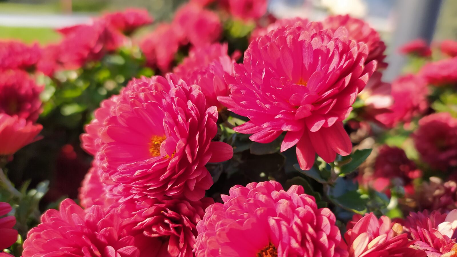 Xiaomi Redmi Note 8 sample photo. Flower, macro, plant photography
