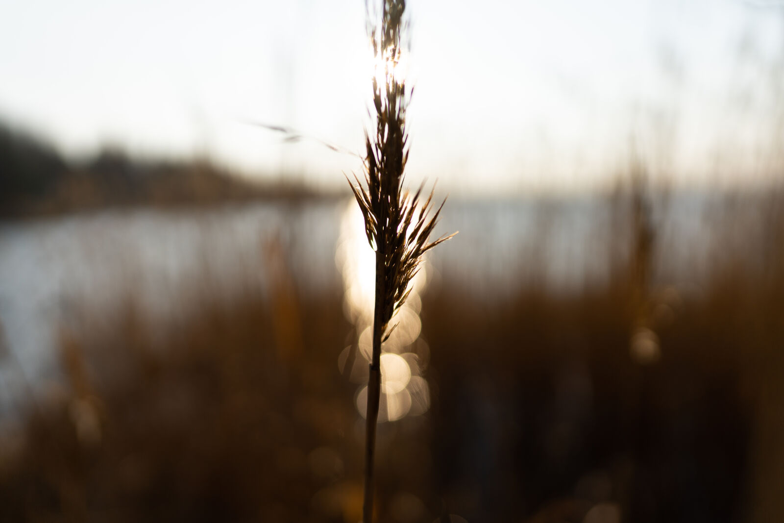 Sigma 24mm F2 DG DN | C sample photo. By the seaside bokeh photography
